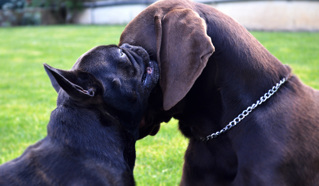 Customer Data Whispers, AI Answers: A New Playbook for 2026