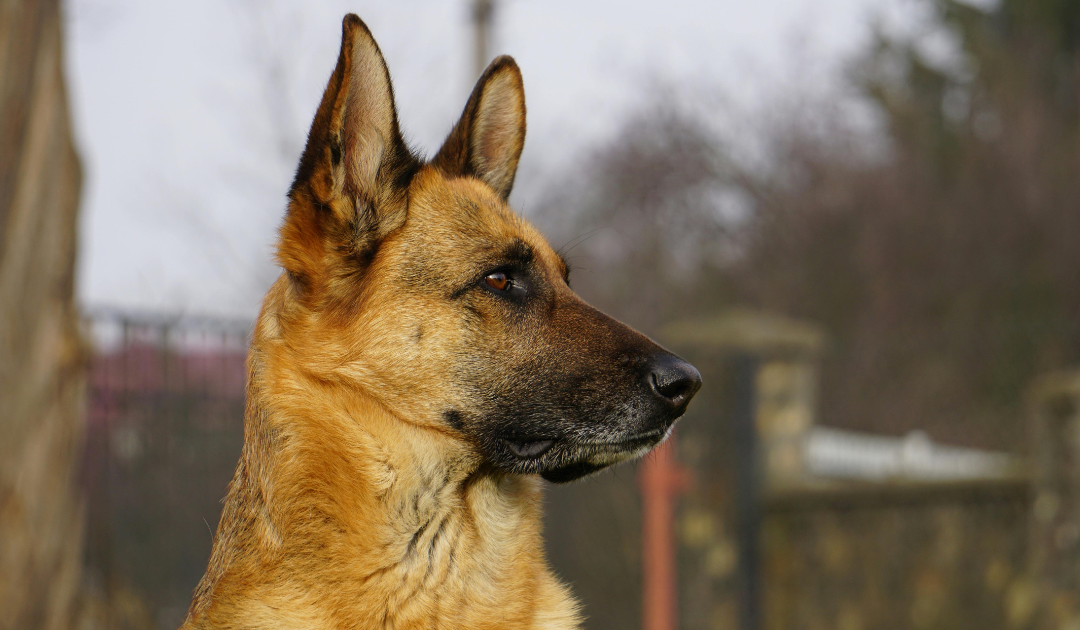 Listening Is the New Customer Data Strategy